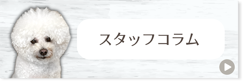 スタッフコラム