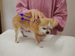 シニア犬マッサージ