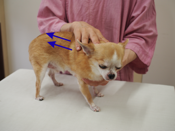 シニア犬マッサージ