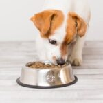 愛犬のための健康相談室 第1回