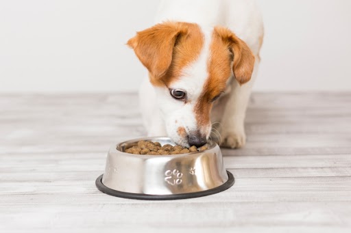 愛犬のための健康相談室　第1回